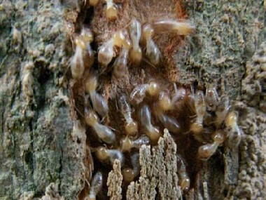 厚街專業(yè)殺白蟻公司教你廚房滅螞蟻的7個小辦法