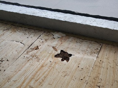 發(fā)現(xiàn)白蟻危害千萬不能驚動它！