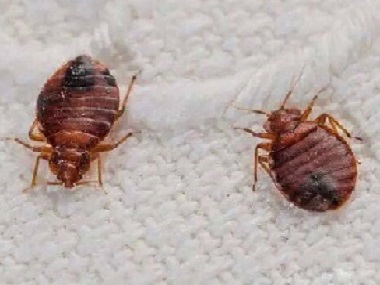 虎門滅臭蟲公司有臭蟲怎么辦，臭蟲怎么殺