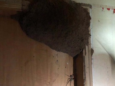 東莞白蟻滅治公司家里發(fā)現(xiàn)白蟻如何防治