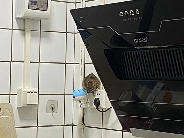 厚街四害消殺公司防止老鼠進(jìn)入室內(nèi)的小妙招