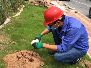 東莞紅火蟻防治機構簡單有效的紅火蟻防治方法